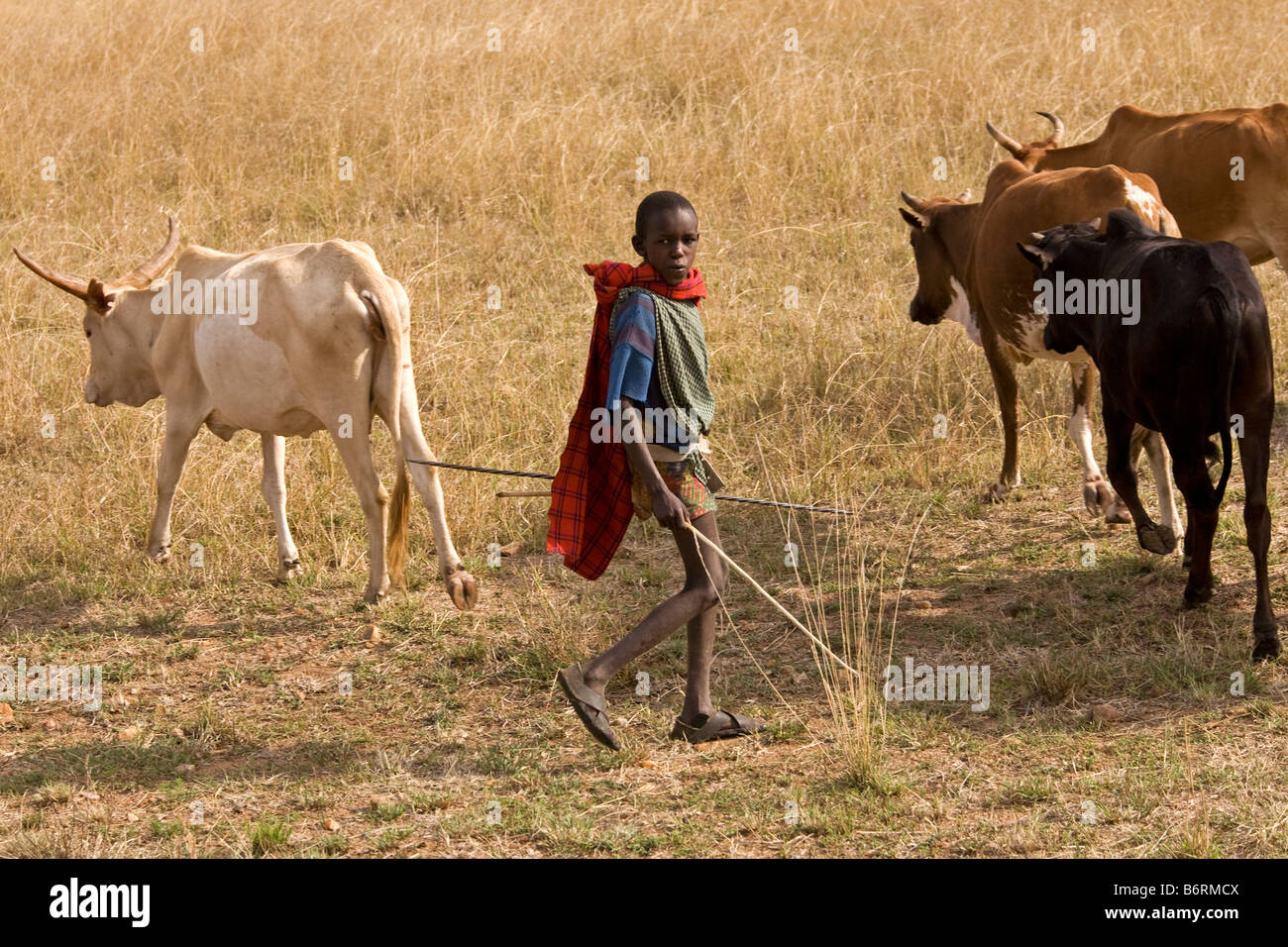 Masai Mara Game Park Kenya Africa Stock Photo