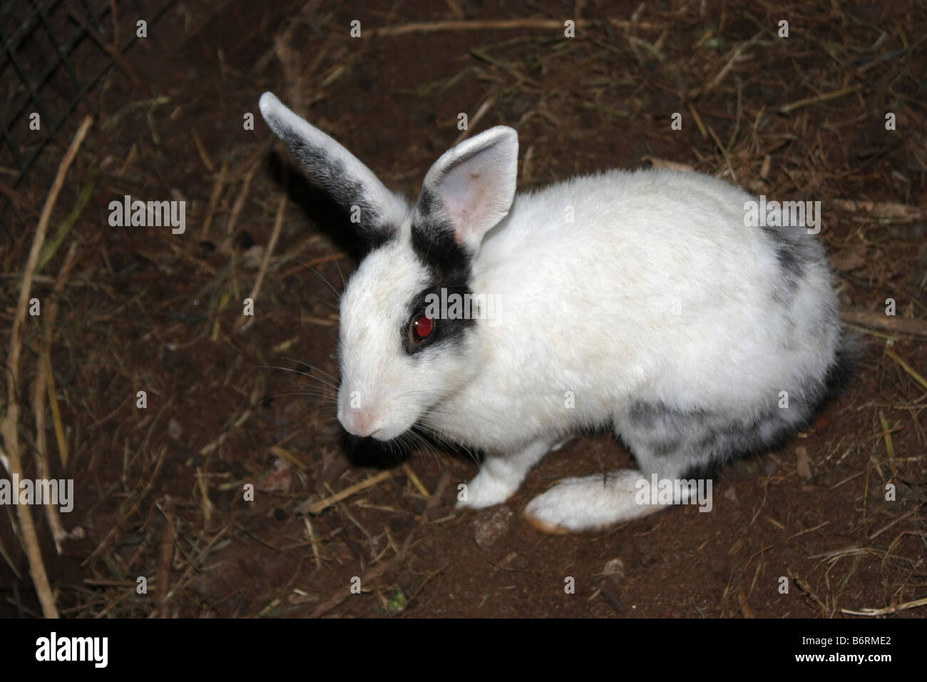 Premium Photo  A white rabbit with big eyes sits on a dark background.