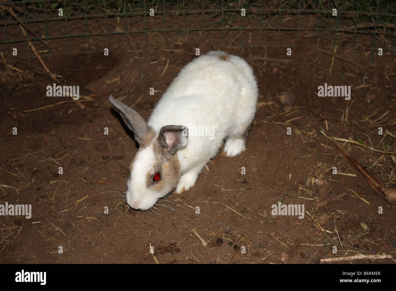 Grey white rabbit with red eye Stock Photo