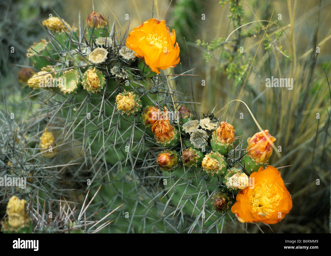Nervesammenbrud Ubarmhjertig Kælder Tephro cactus flowering at Peninsula Valdez, Patagonia, Argentina Stock  Photo - Alamy