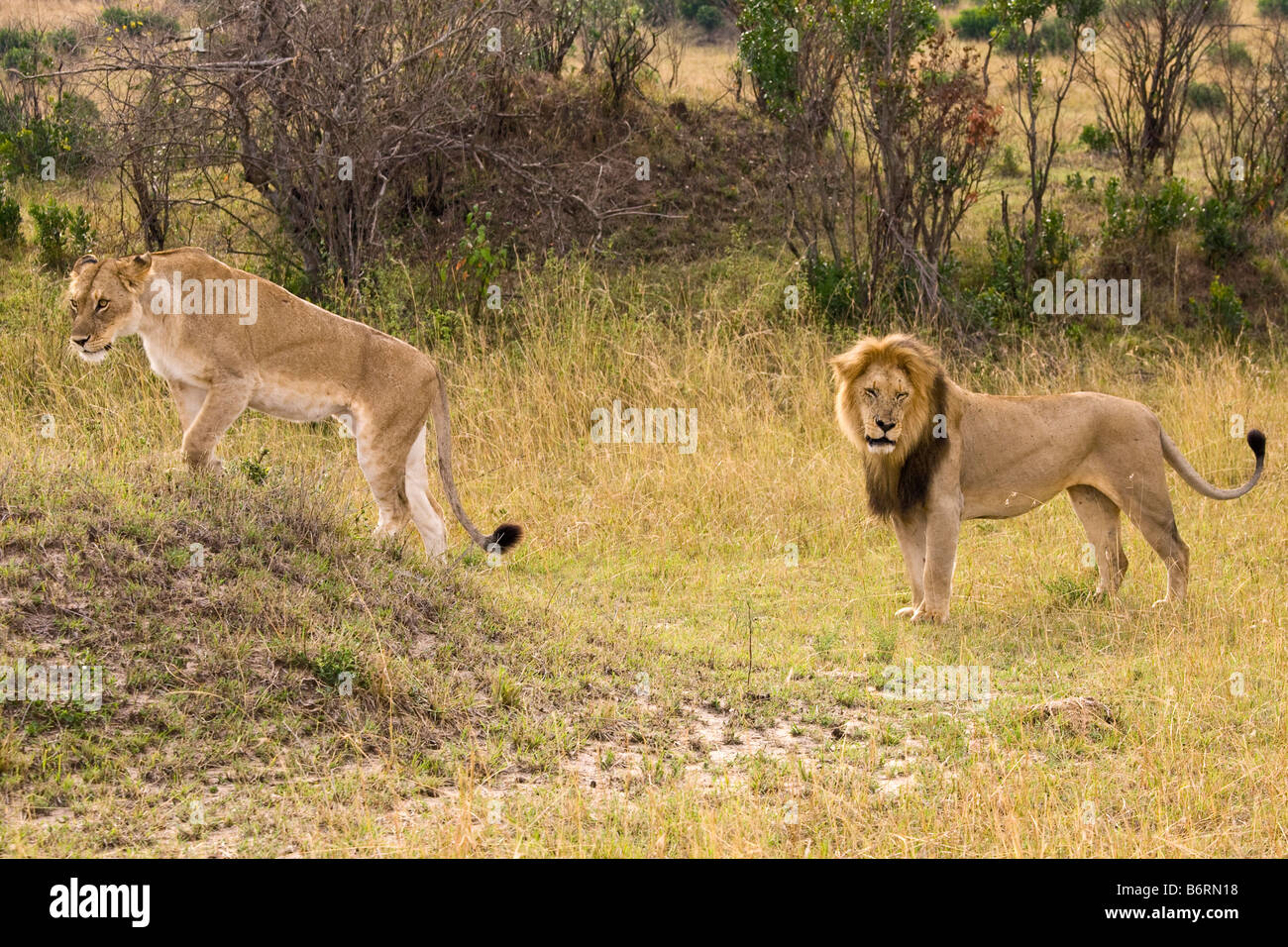 Masai Mara Game Park Kenya Africa lion Stock Photo - Alamy