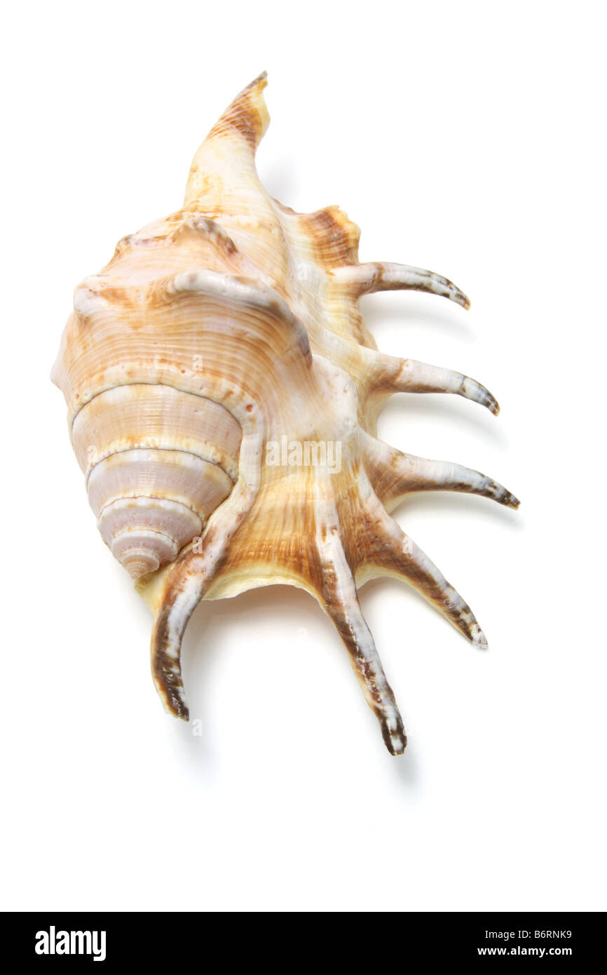 Spider Conch Seashell Stock Photo