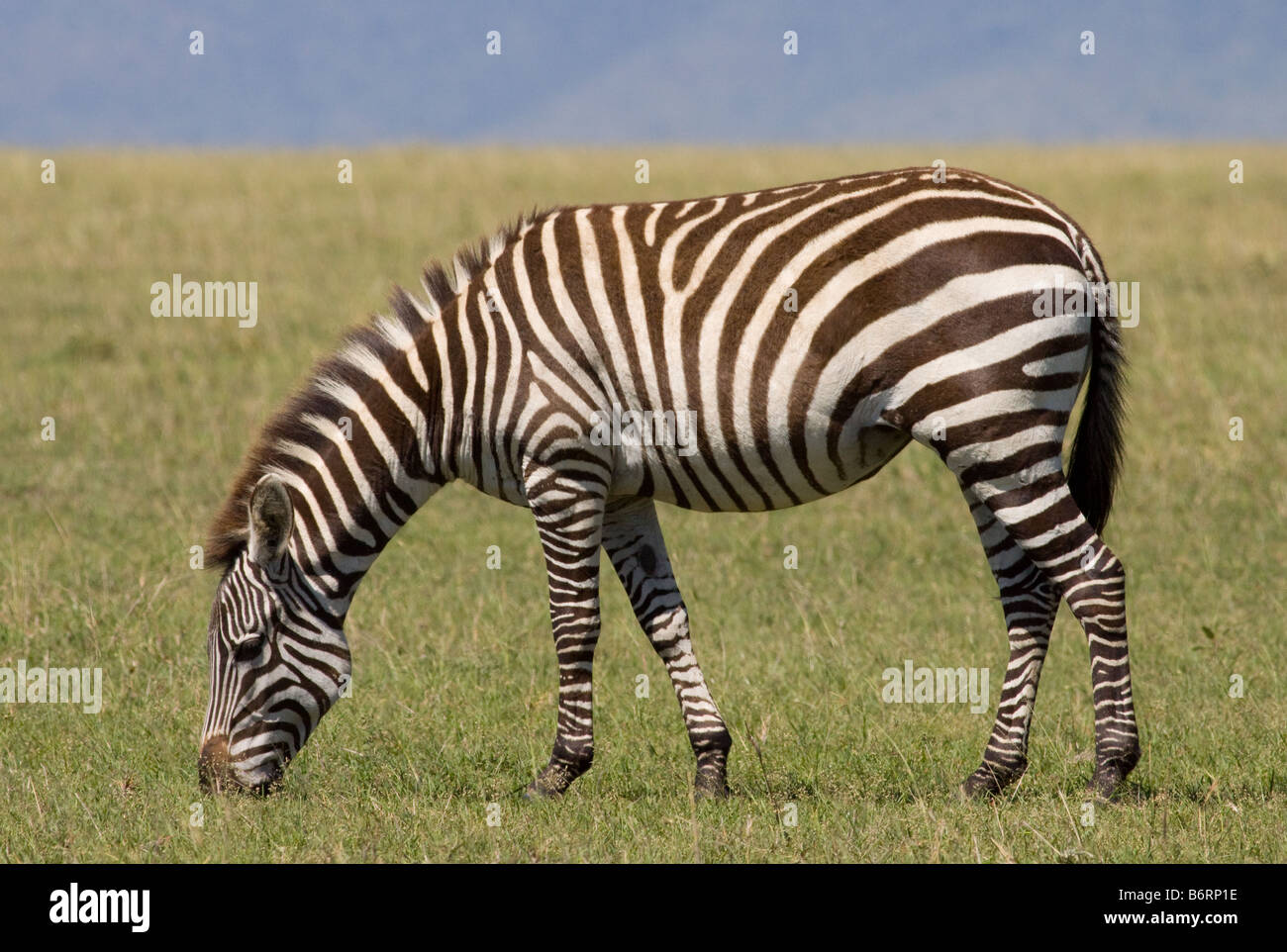 Zebra in the Masai Mara Stock Photo - Alamy