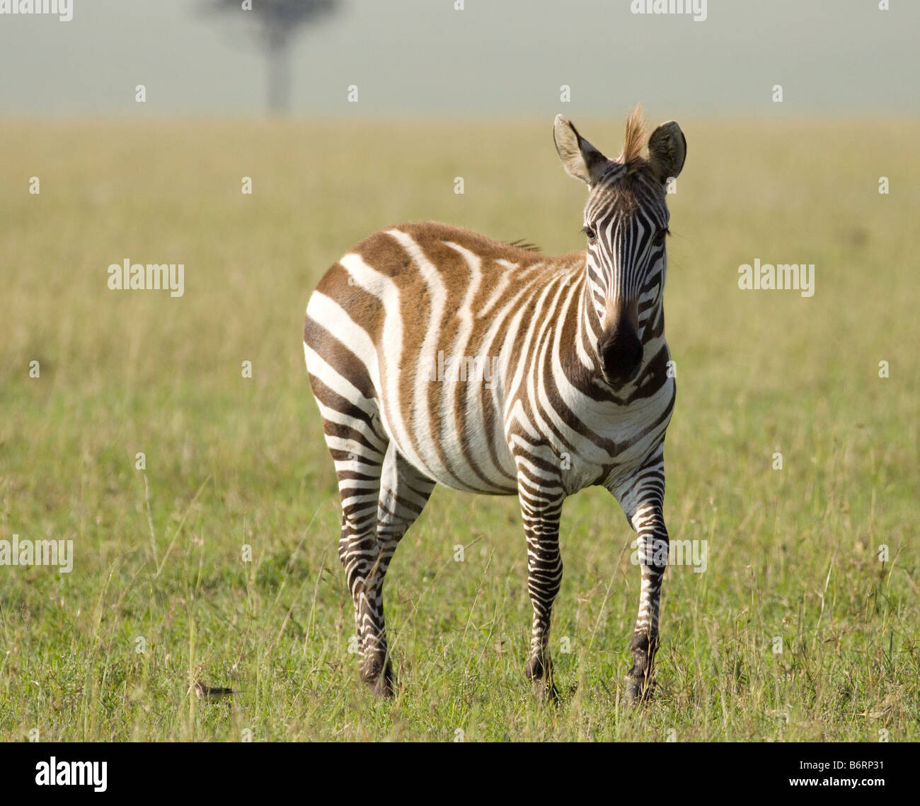Zebra in the Masai Mara Stock Photo - Alamy