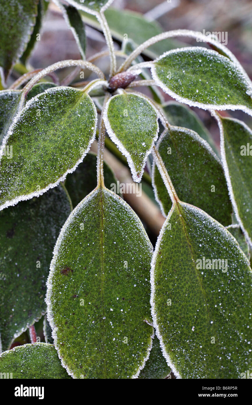 HOAR FROST TRACERY ON FOLIAGE OF TROCHODENDRON ARALIODES Stock Photo