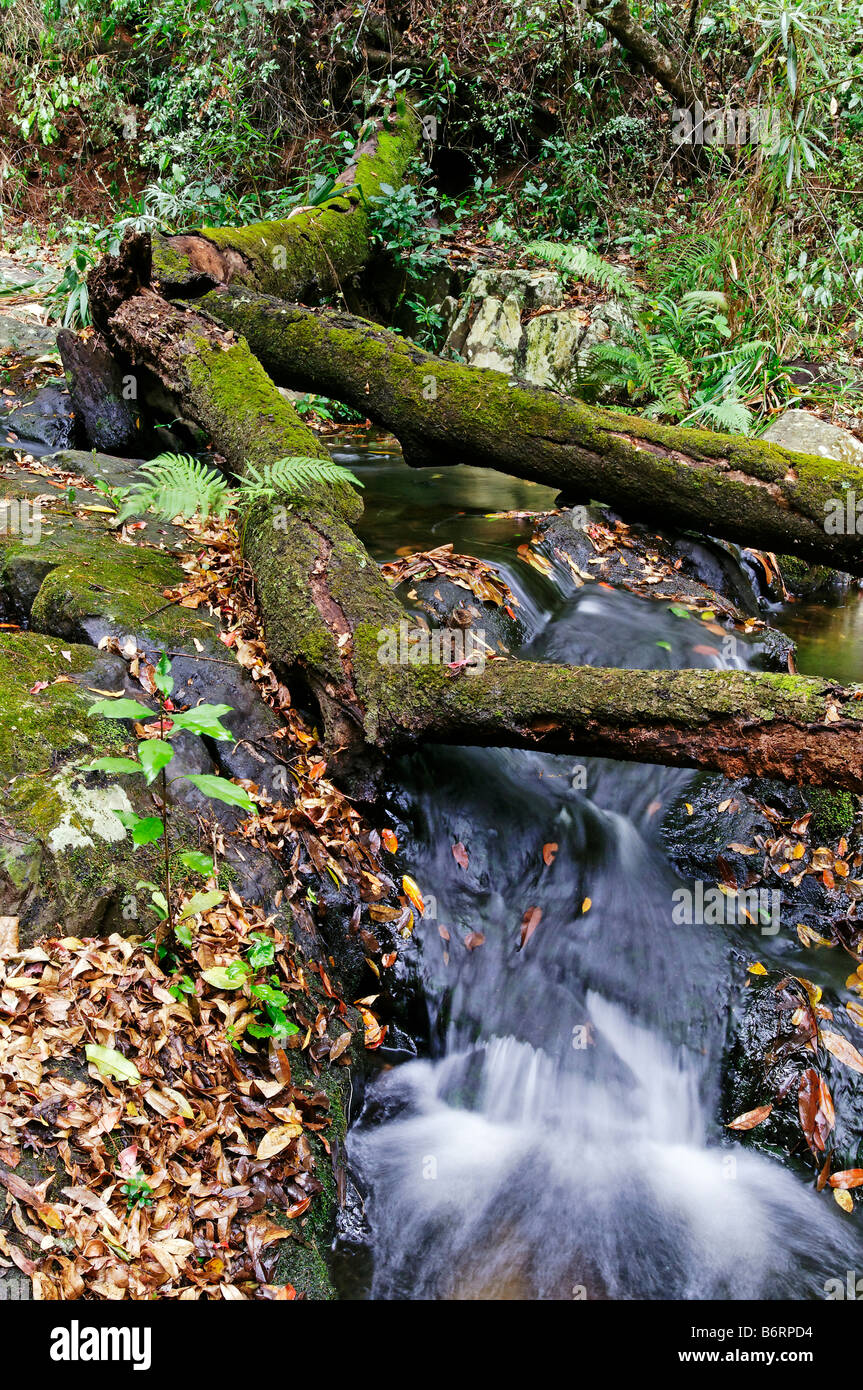 Rainforest near Malelane, Mpumalanga, South Africa, Africa Stock Photo