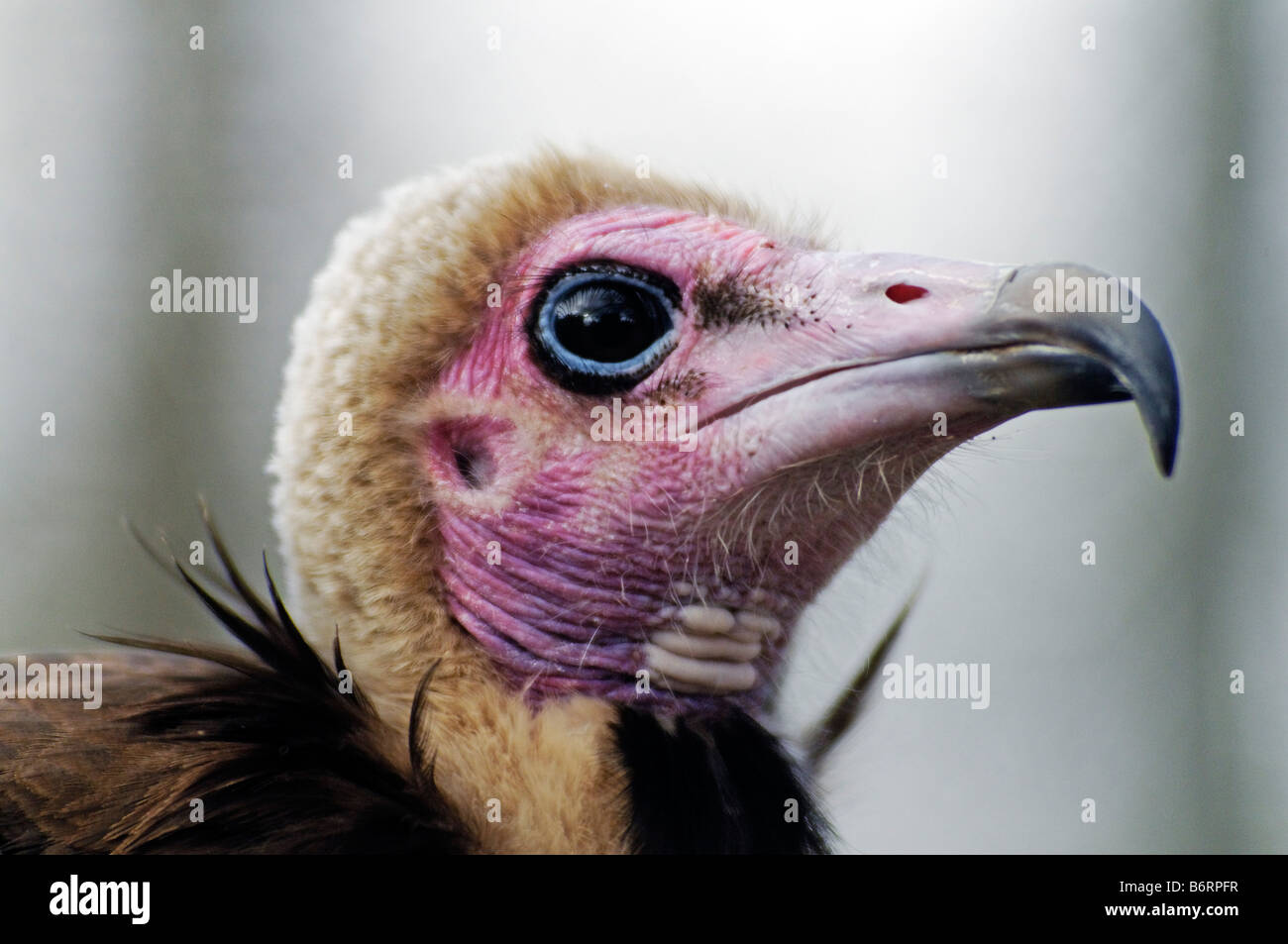 Hooded Vulture (Necrosyrtes monachus), South Africa Stock Photo