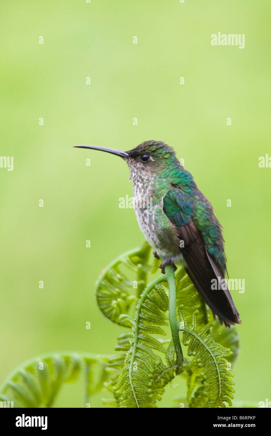 Many-spotted Hummingbird (Taphrospilus hypostictus) perched on a fern Stock Photo