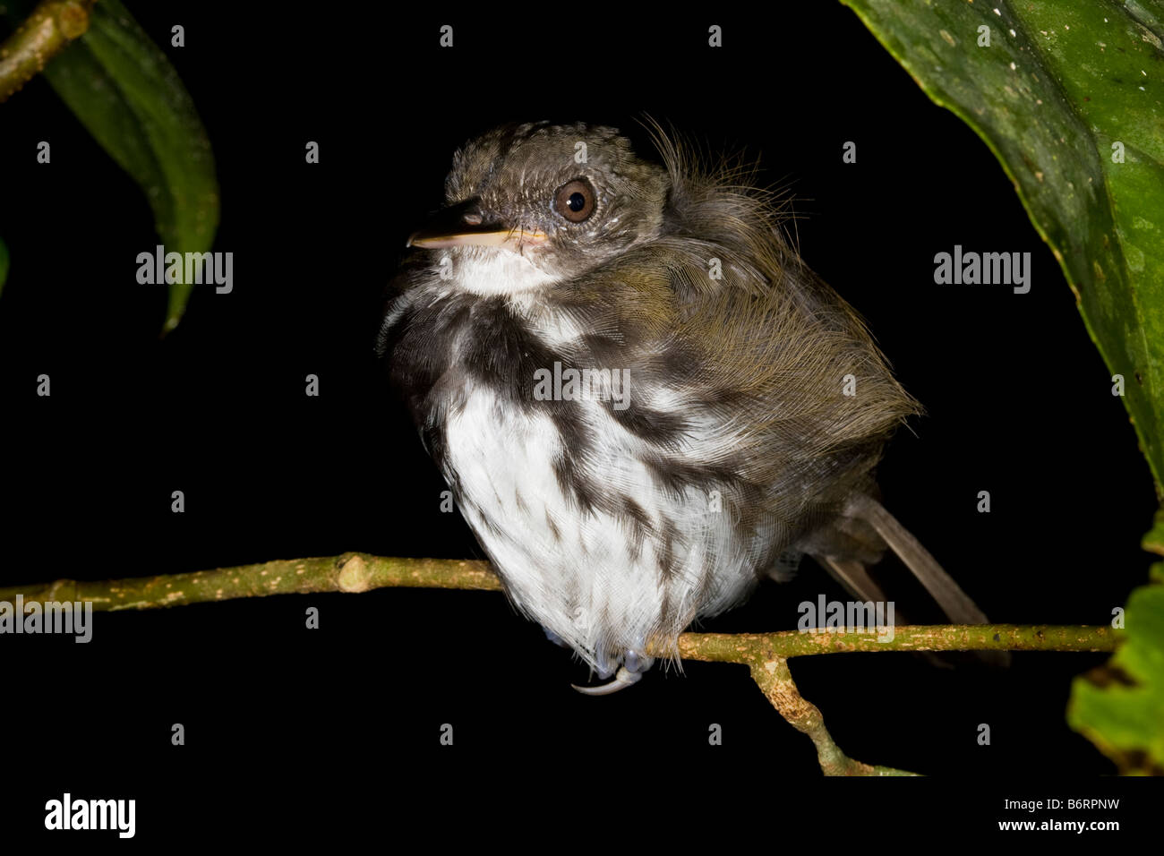 Roosting Ringed Antpipit (Corythopis torquatus) Stock Photo