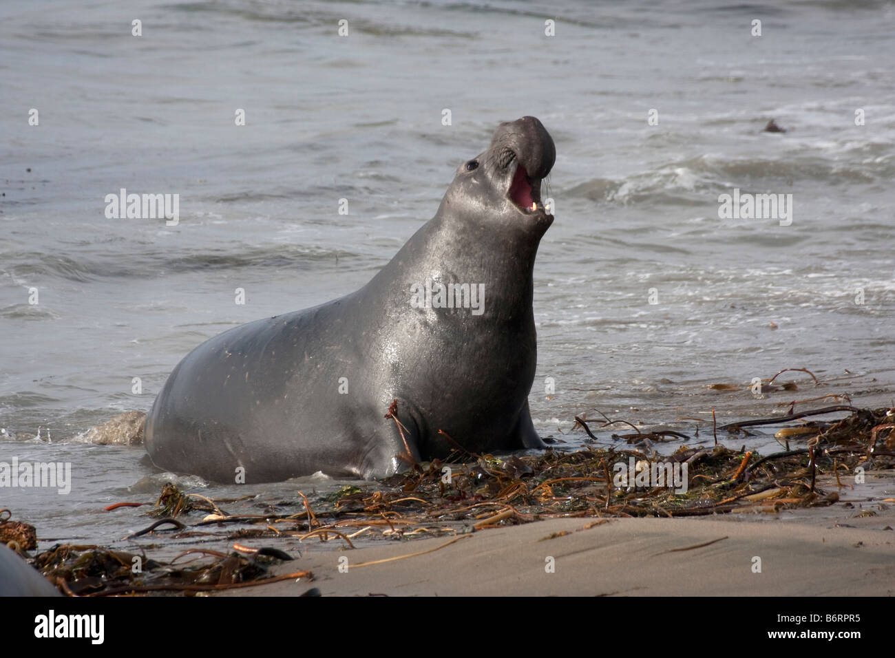 Northern Elephant Seals at Piedras Blancas seal rookery, San Simeon