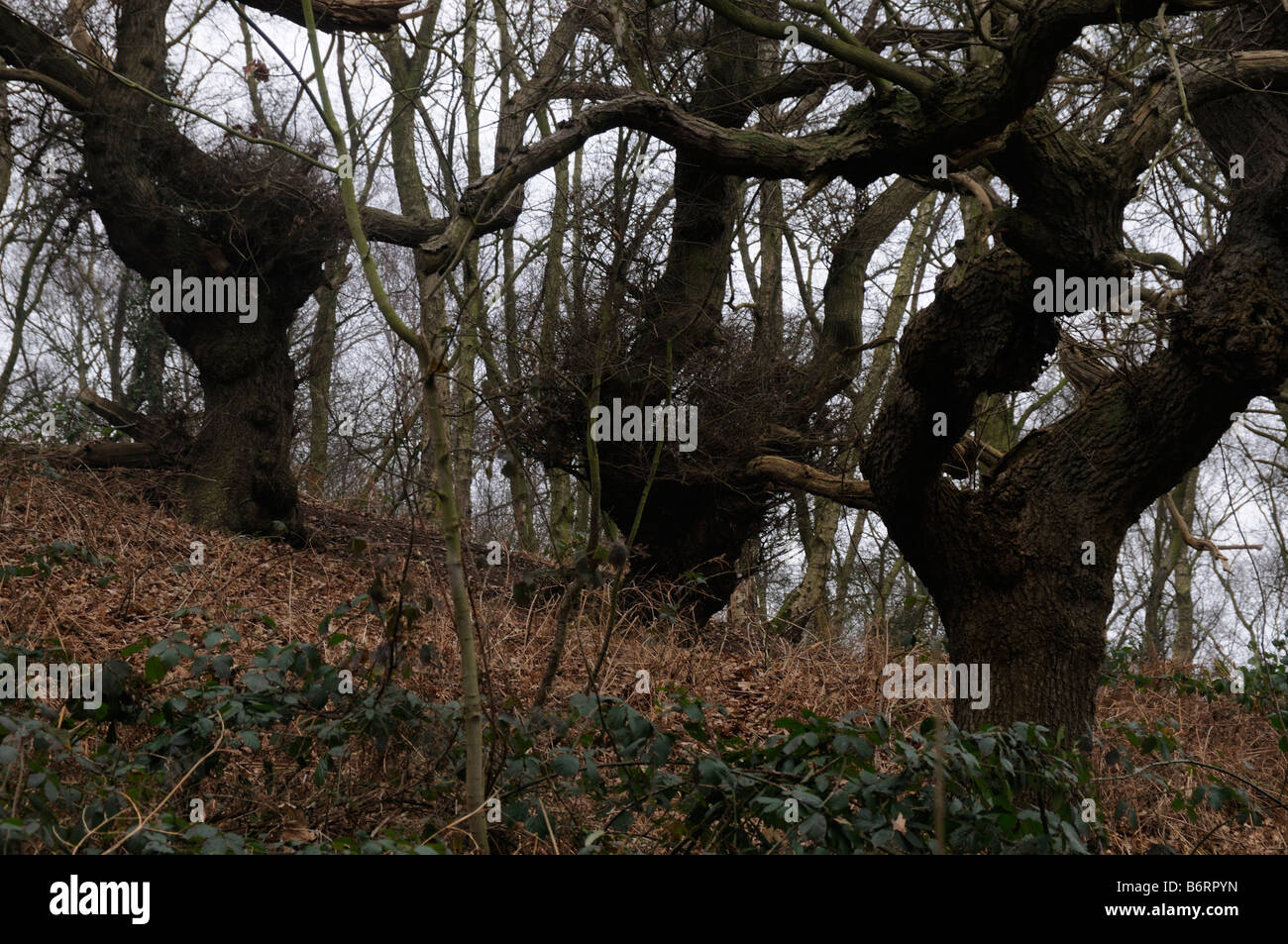 Bare Winter Trees at Brayton Barff Nr Selby North Yorkshire UK Stock