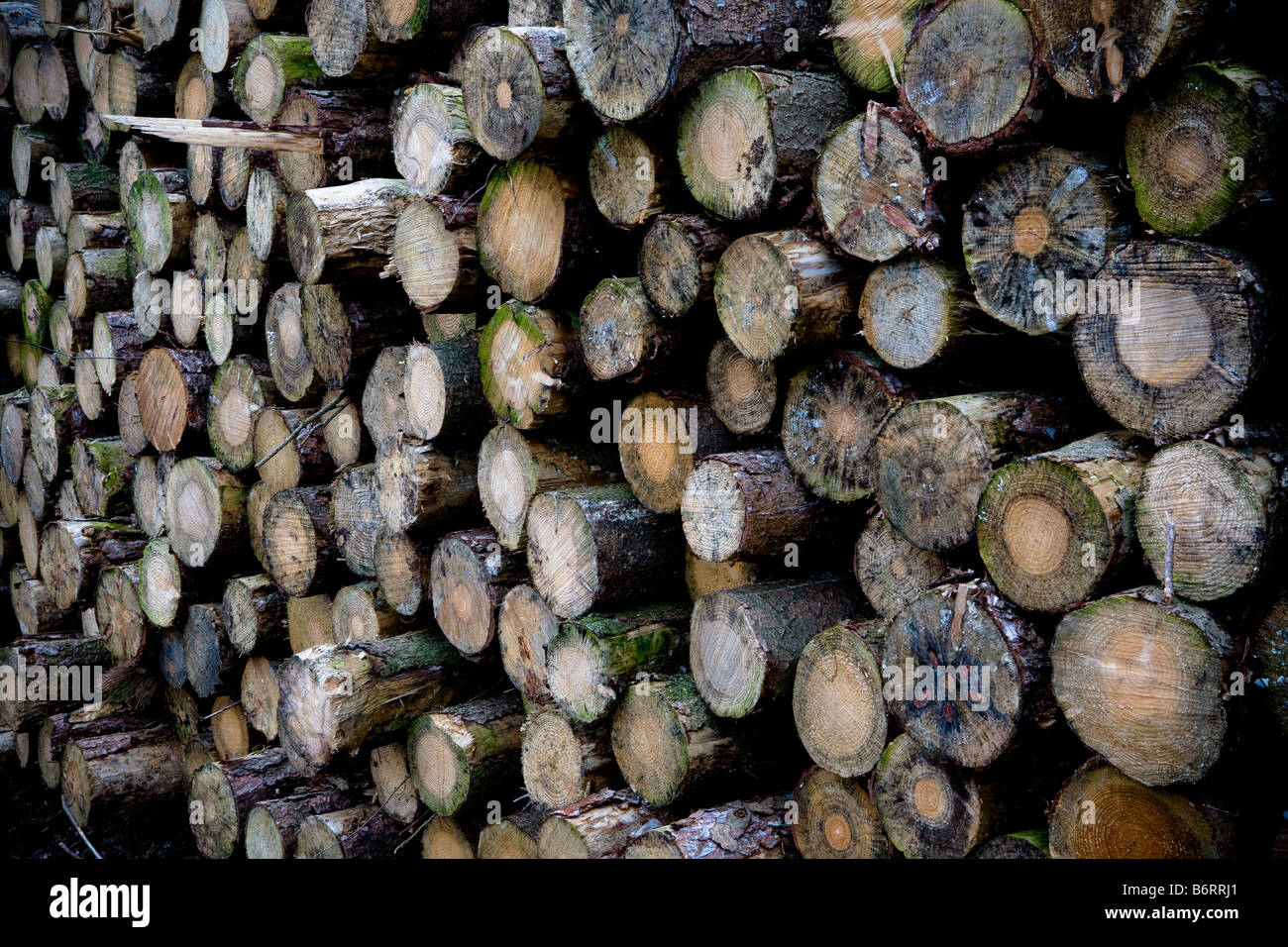 Log Piles Stock Photos & Log Piles Stock Images - Alamy