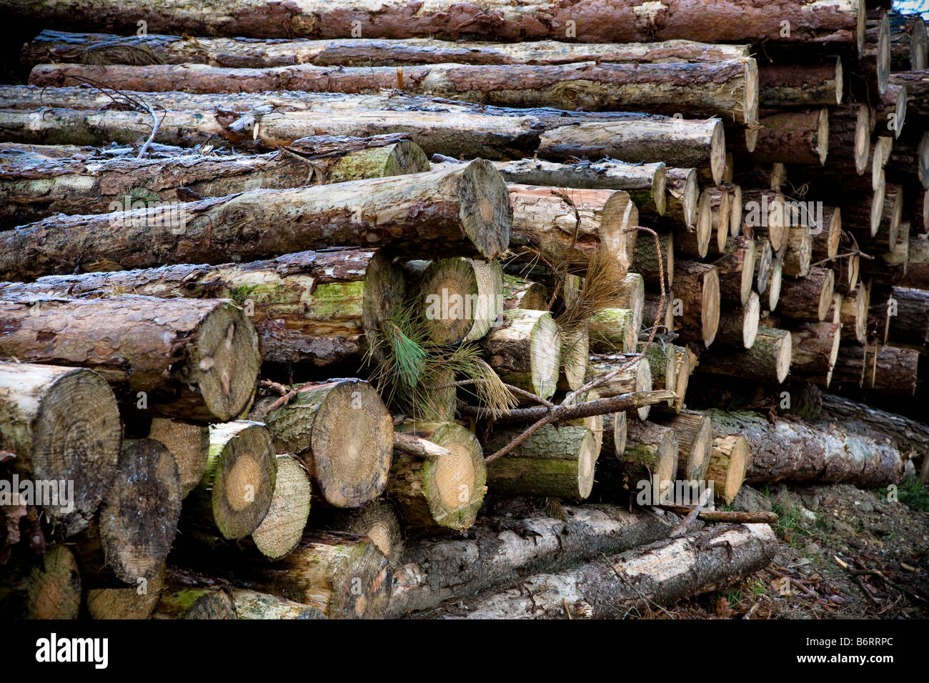 Frosted Log Piles near Roseberry Topping in North Yorkshire England