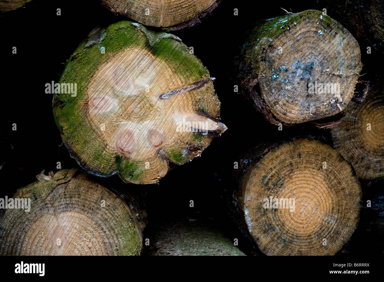 Frosted Log Piles near Roseberry Topping in North Yorkshire England