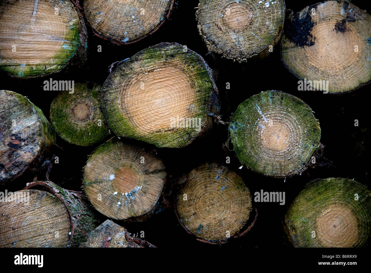 Frosted Log Piles near Roseberry Topping in North Yorkshire England