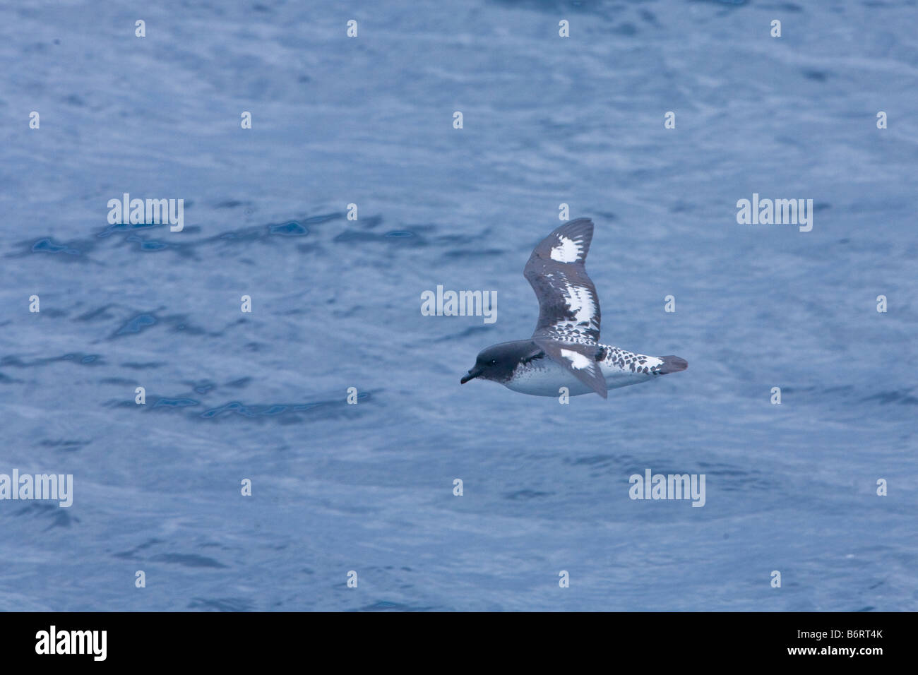 Cape Petrel Daption capense Southern Ocean Antarctica Stock Photo Alamy