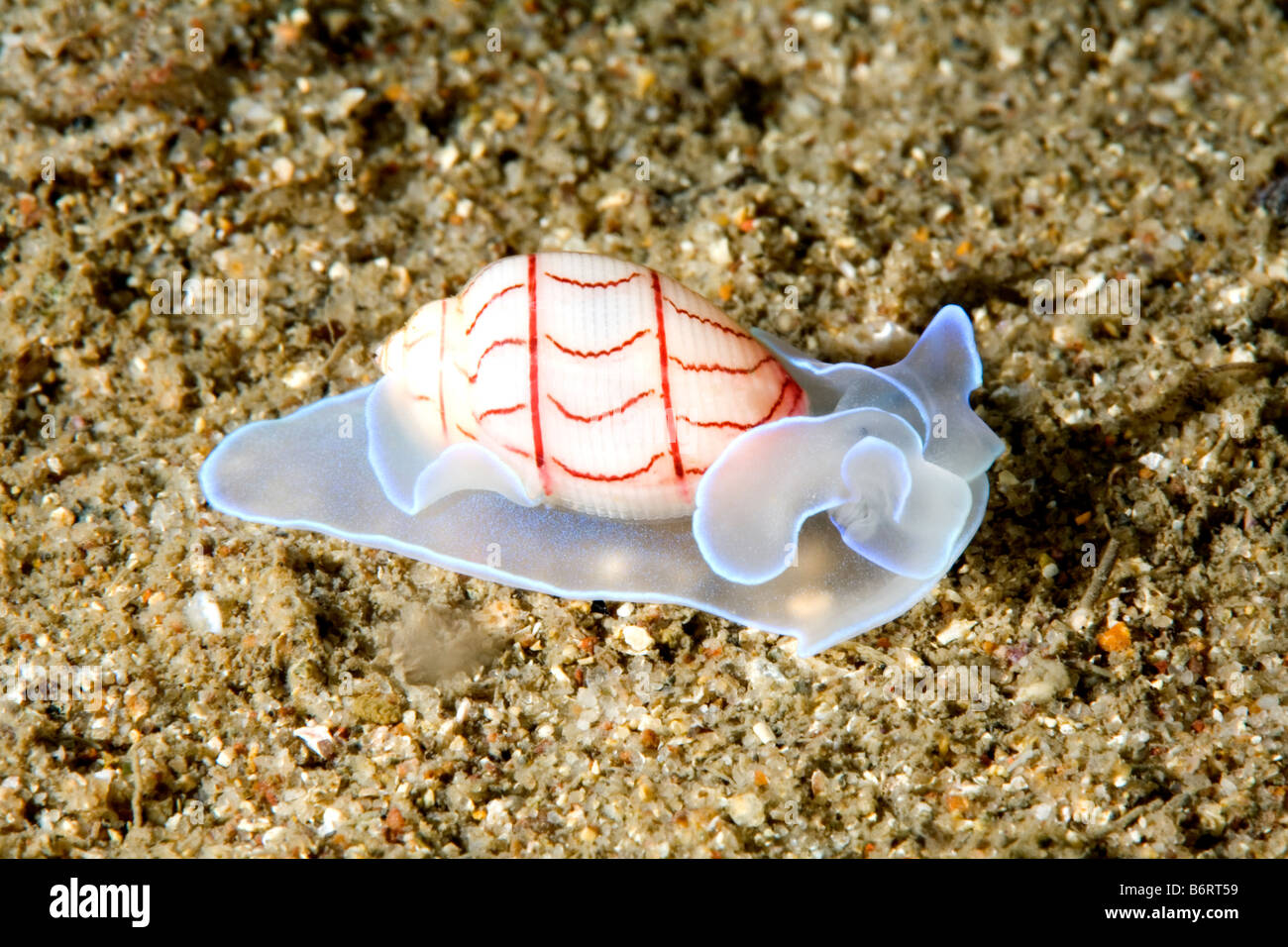 Lined bubble shell,  Bullina lineata crawling over sand. Stock Photo