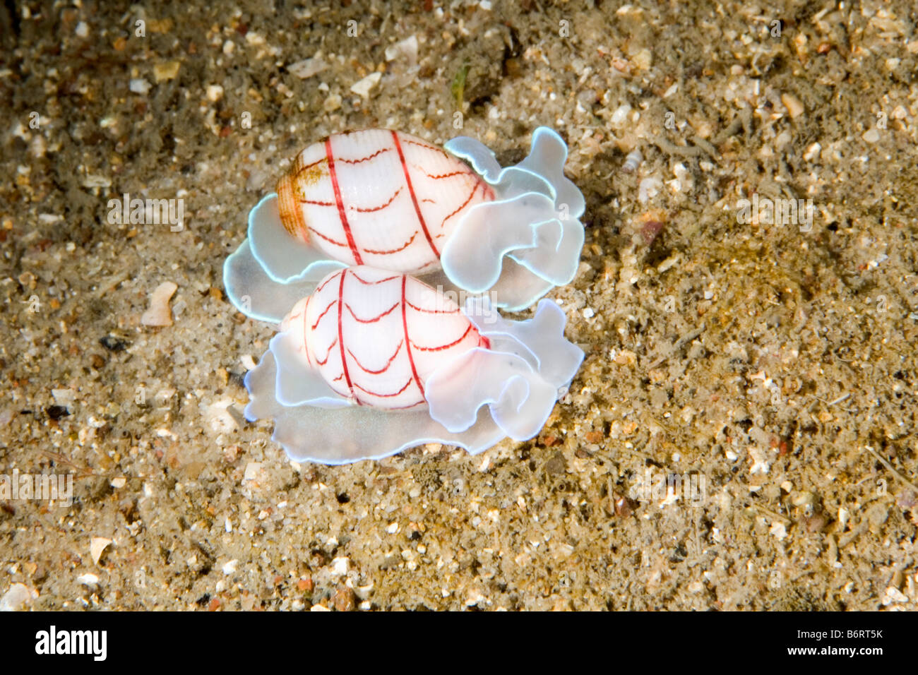 Lined bubble shell,  Bullina lineata, two animals together crawling over sand. Stock Photo