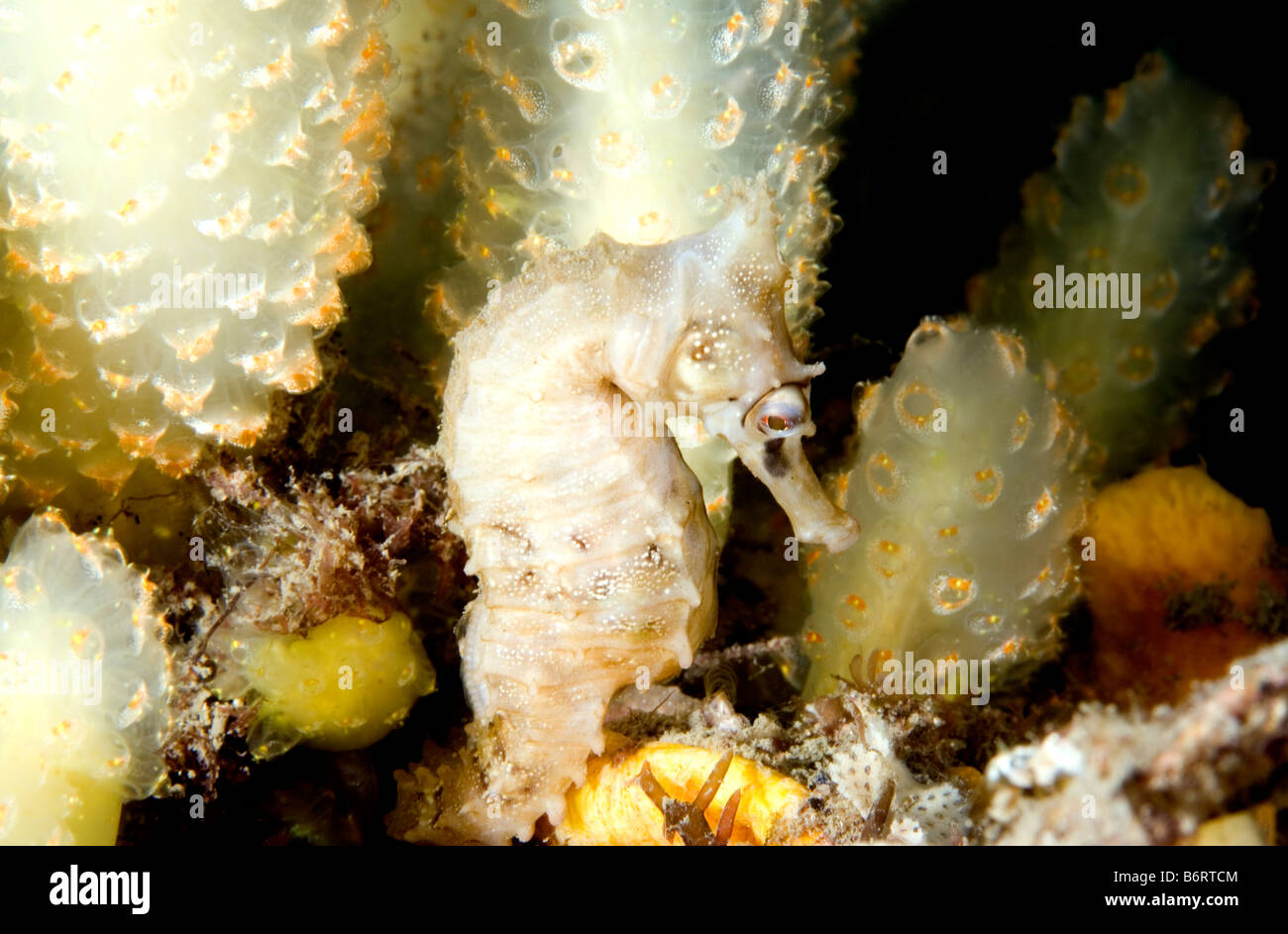 White's seahorse, Hippocampus whitei,  in front of a colony of ascidians Stock Photo