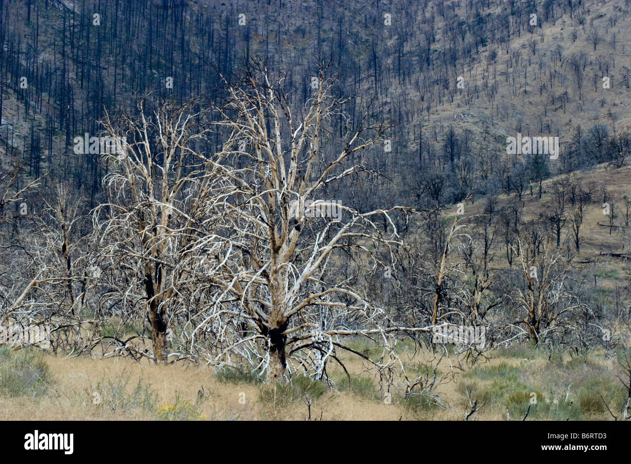 Charred and burned trees as result of forest fire in California Stock ...