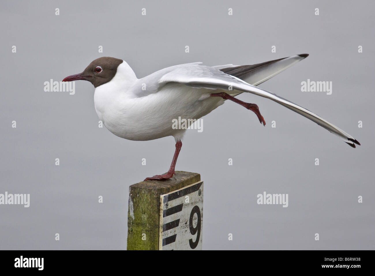 An adult Black-headed Gull (Larus ridibundus) stretches its wing while perched on a water level post, Lancashire, England, UK Stock Photo