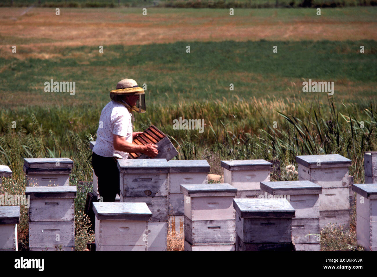 Beekeeper holding Honeycomb from Beehives in a Field in the Okanagan Valley, BC, British Columbia, Canada Stock Photo