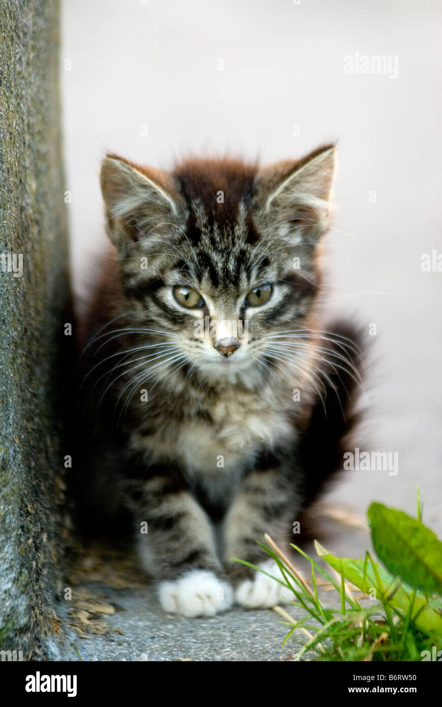A kitten sitting by it self in a corner white and greys stone walls surrounding Stock Photo