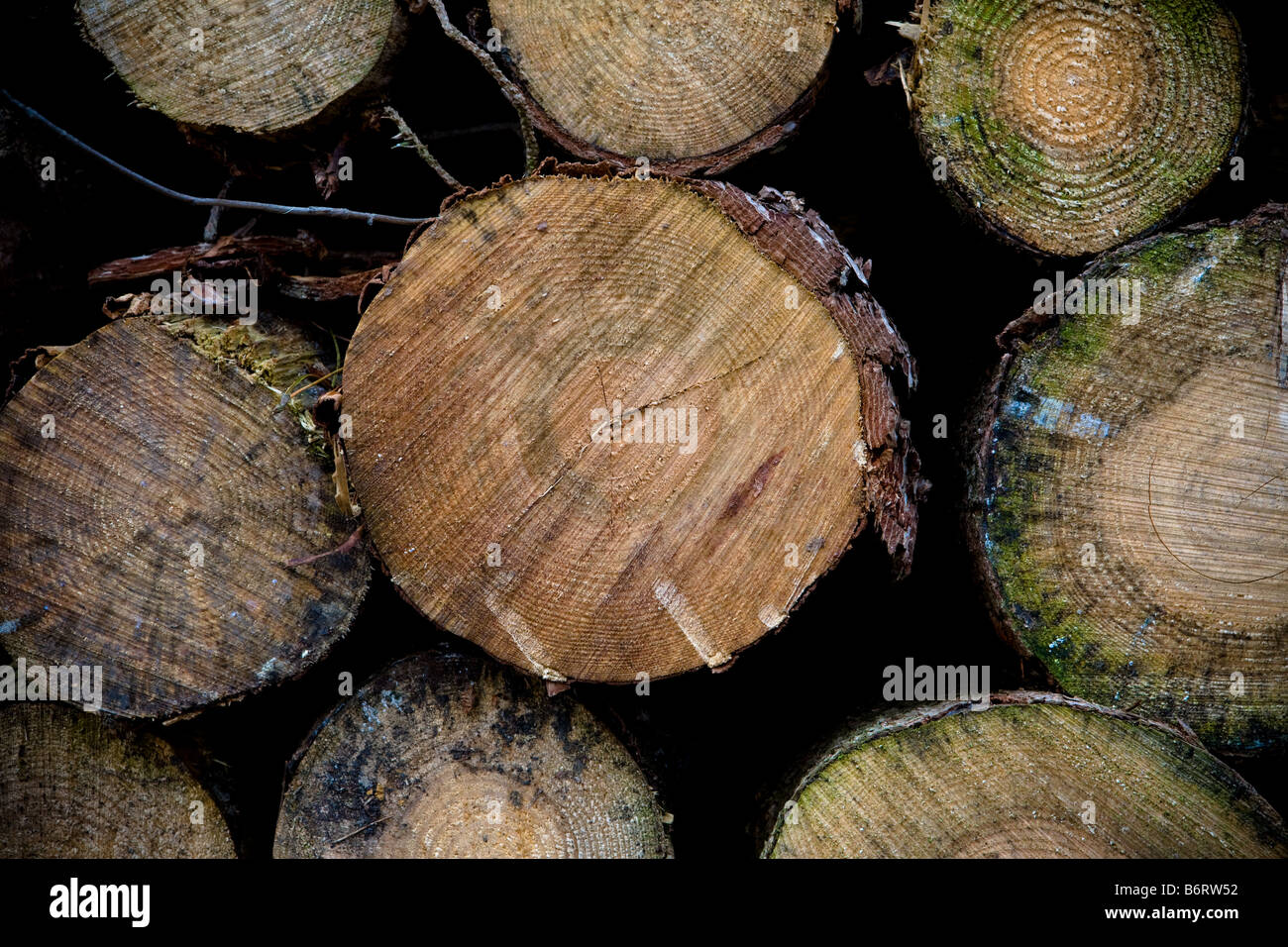 Frosted Log Piles near Roseberry Topping in North Yorkshire England