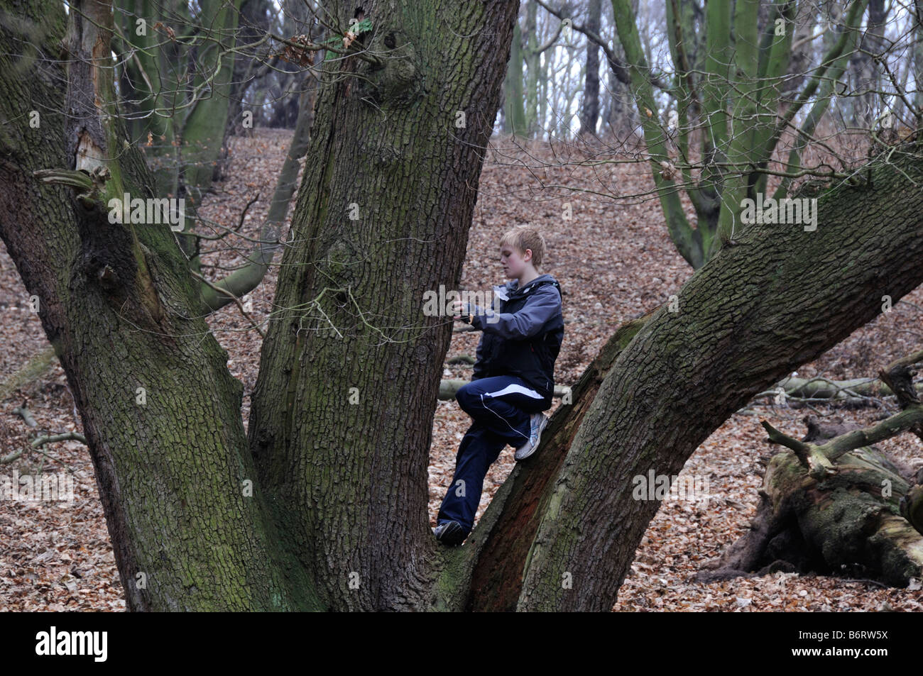 Tree Climbing Uk Hi res Stock Photography And Images Alamy Tree Climbing Uk Hi res Stock Photography And Images Alamy
