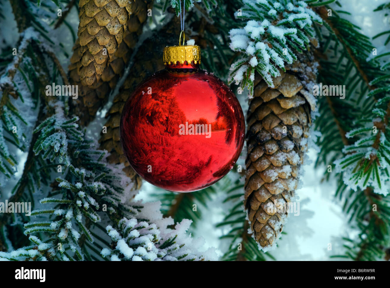 snow covered tree with red christmas ball and cone Stock Photo - Alamy