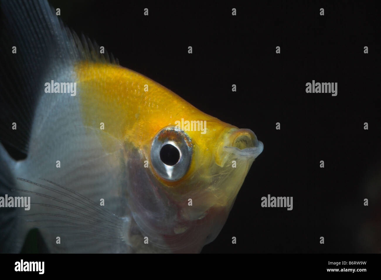 Angel fish in tropical fish tank Stock Photo Alamy