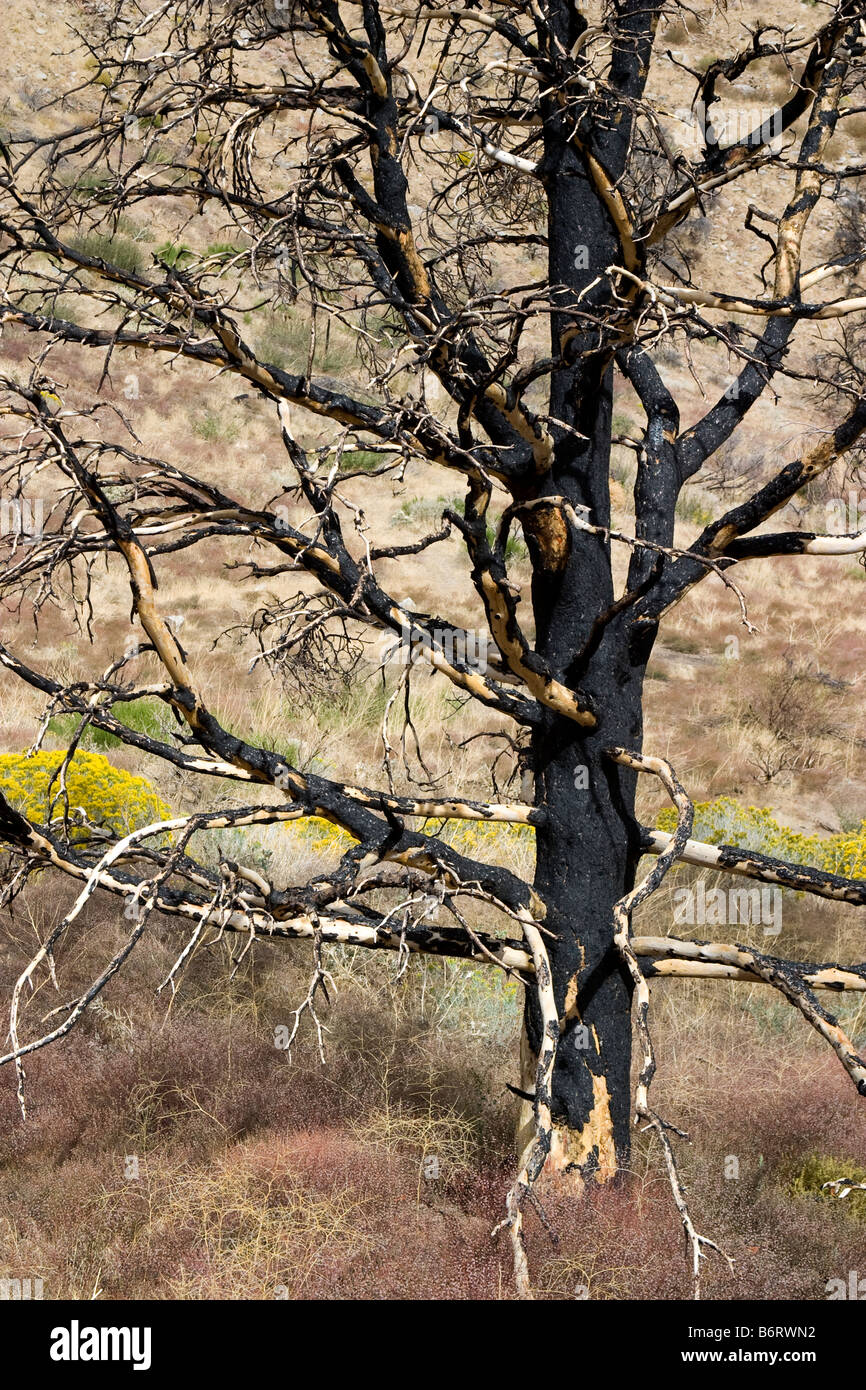Singed tree hi-res stock photography and images - Alamy