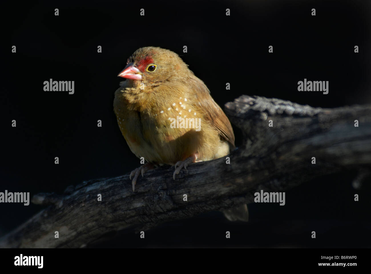 Red-billed Firefinch female 'Lagonosticta senegala' Stock Photo