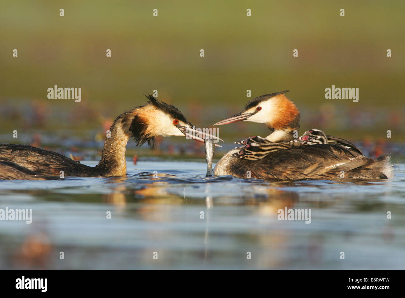 Great Crested Grebe with its chicks on the back, Other bird comes to feed them Stock Photo