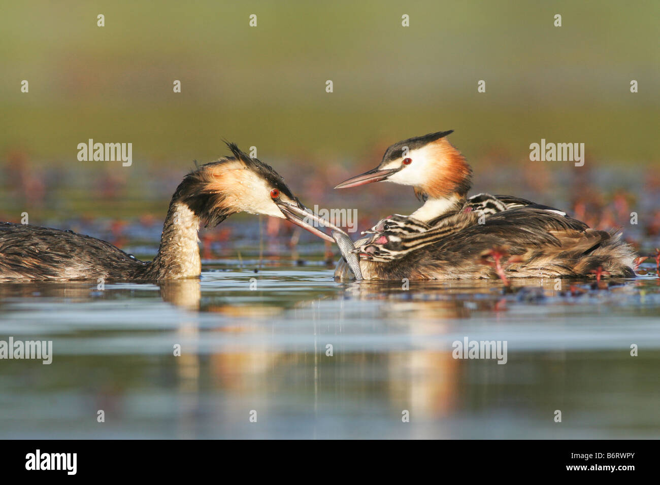 Great Crested Grebe with its chicks on the back, Other bird comes to feed them Stock Photo