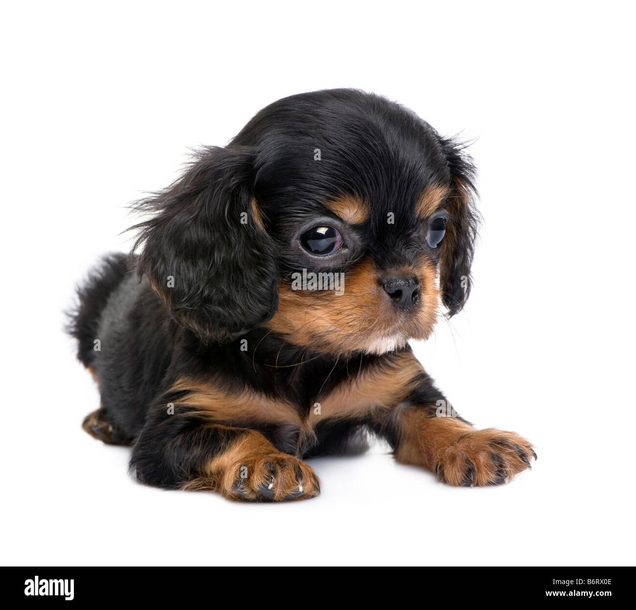 Cavalier dog Cut Out Stock Images & Pictures - Page 3 - Alamy