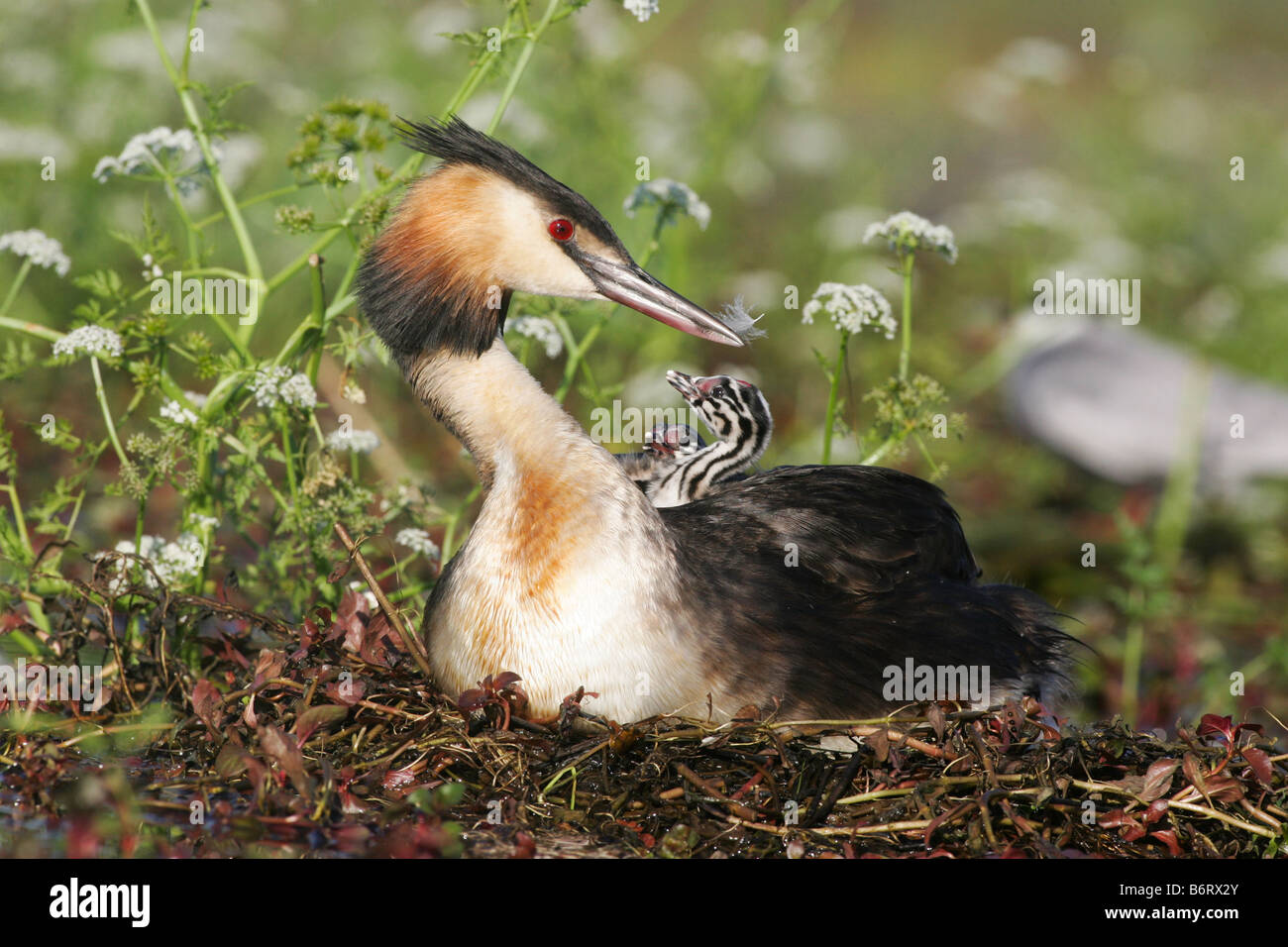Great Crested Grebe with its chicks on the back Stock Photo