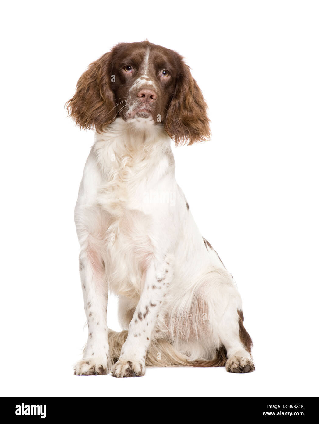 English Springer Spaniel 10 months in front of a white background Stock Photo