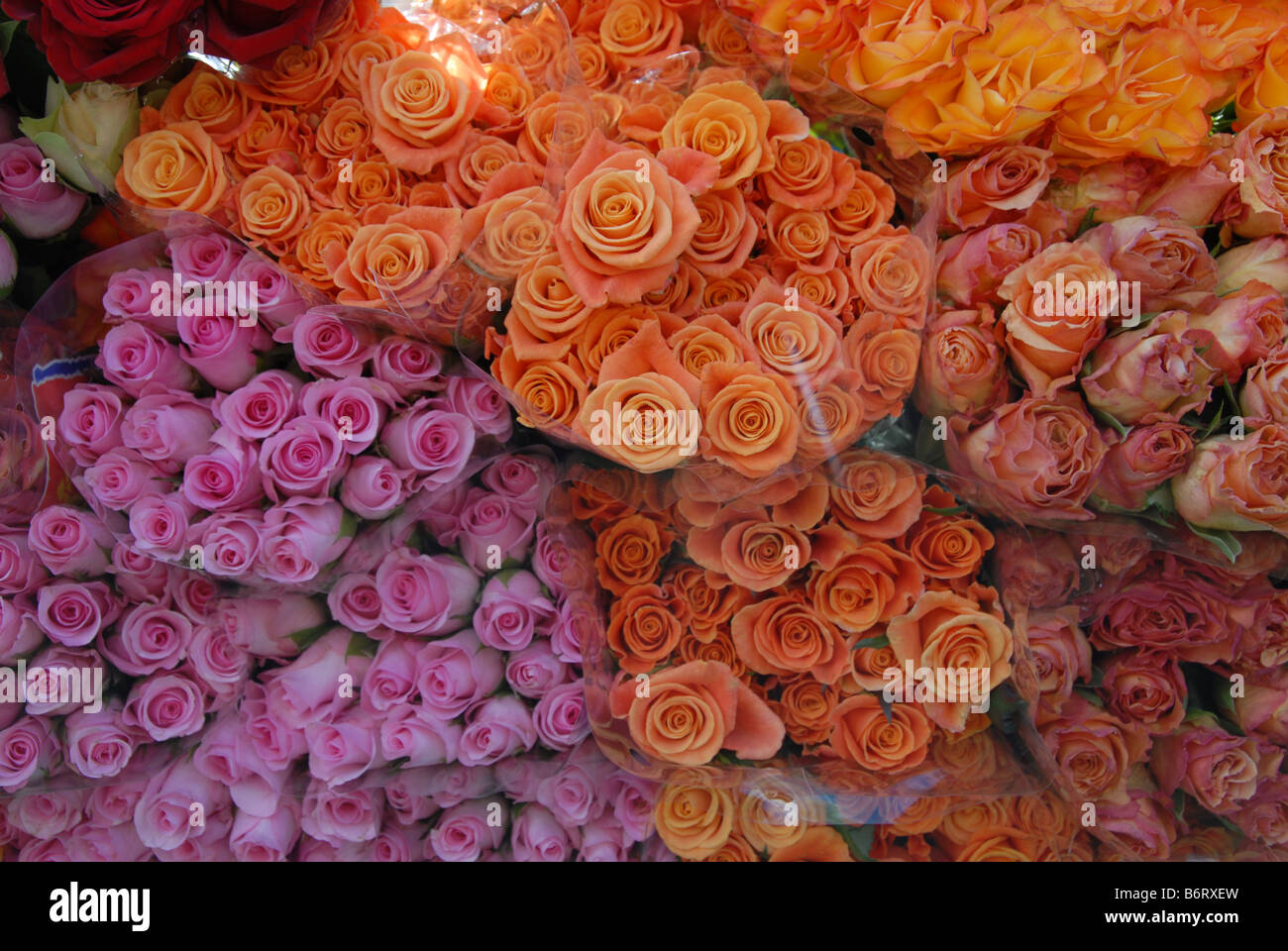 Freshly cut flowers for sale at at the Quai StAntoine Sunday morning