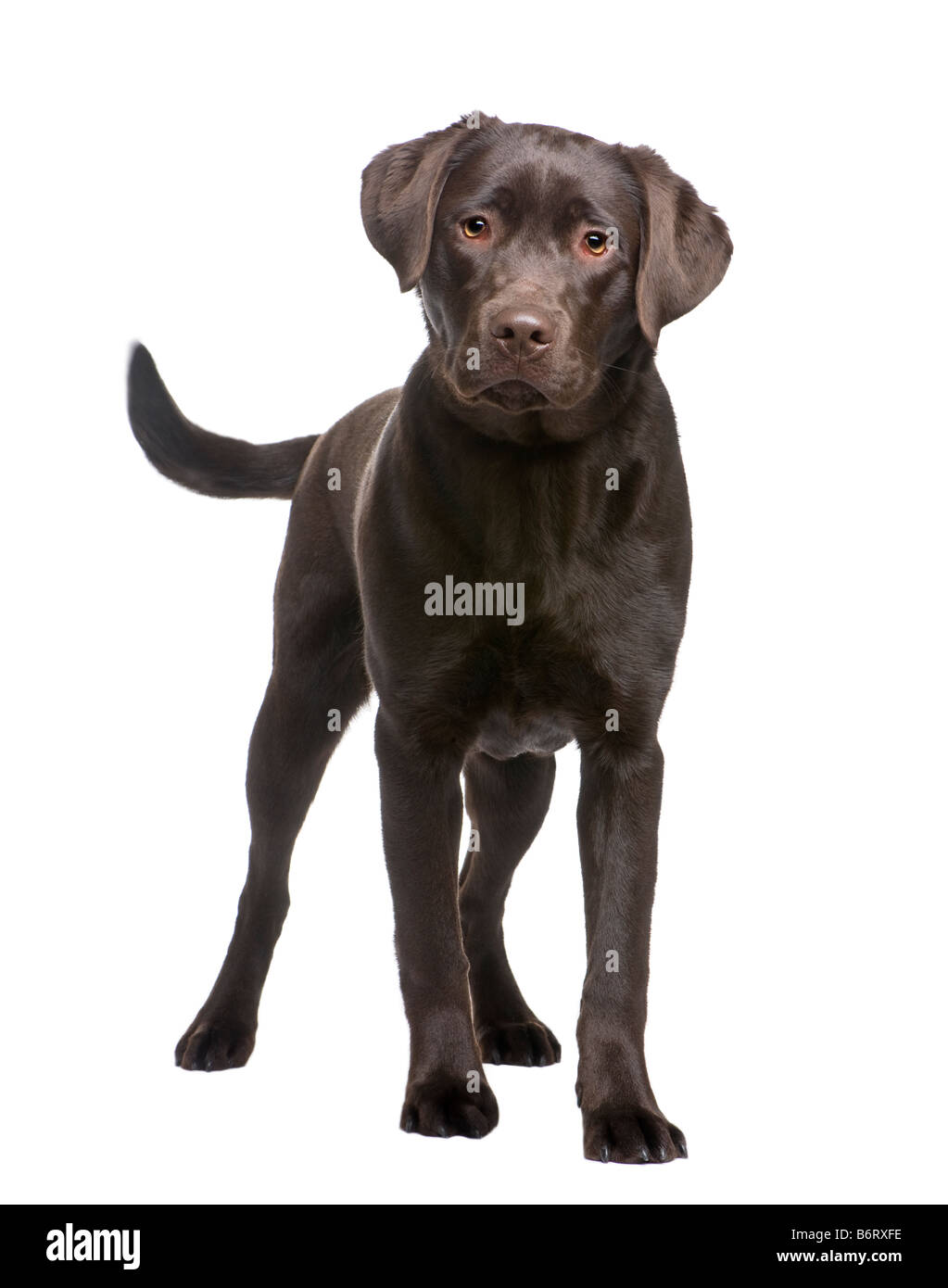 Labrador 8 months in front of a white background Stock Photo