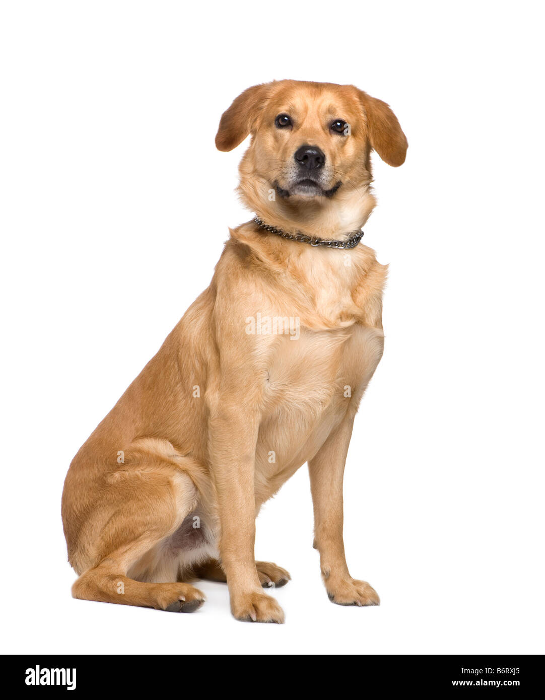 Labrador 3 years in front of a white background Stock Photo