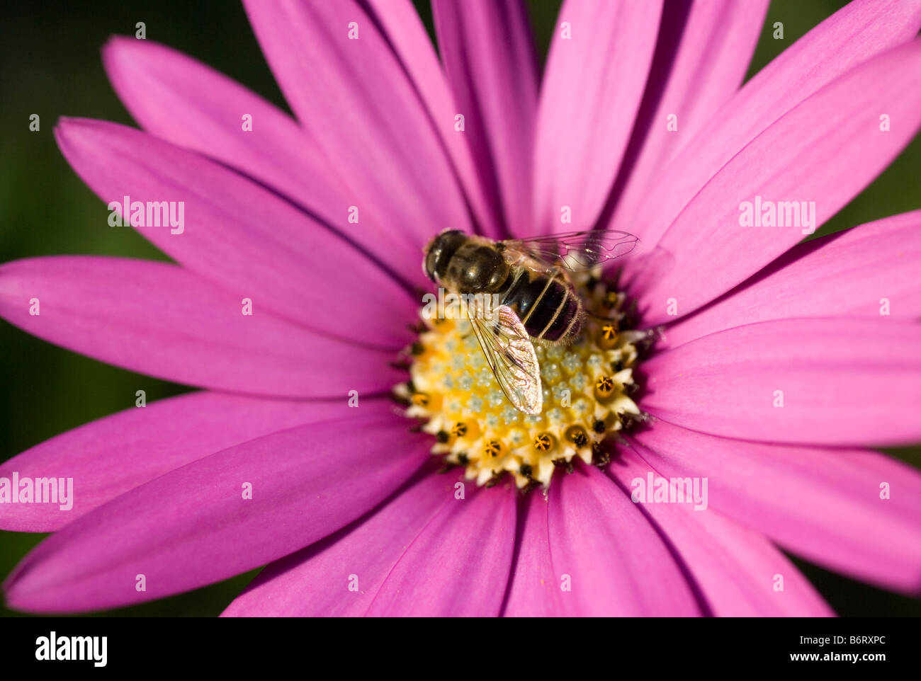 Honey Bee on flower. Osteospermum Jucundum - South African Daisy Stock Photo