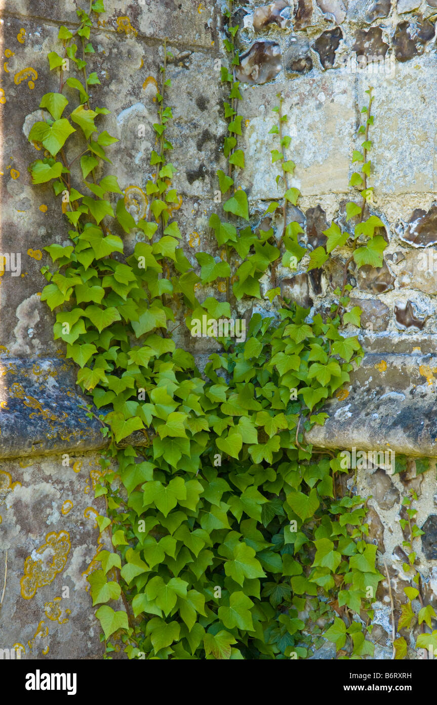 Green ivy growing up the wall of All Saints Church in Hilton, Dorset, England, UK Stock Photo