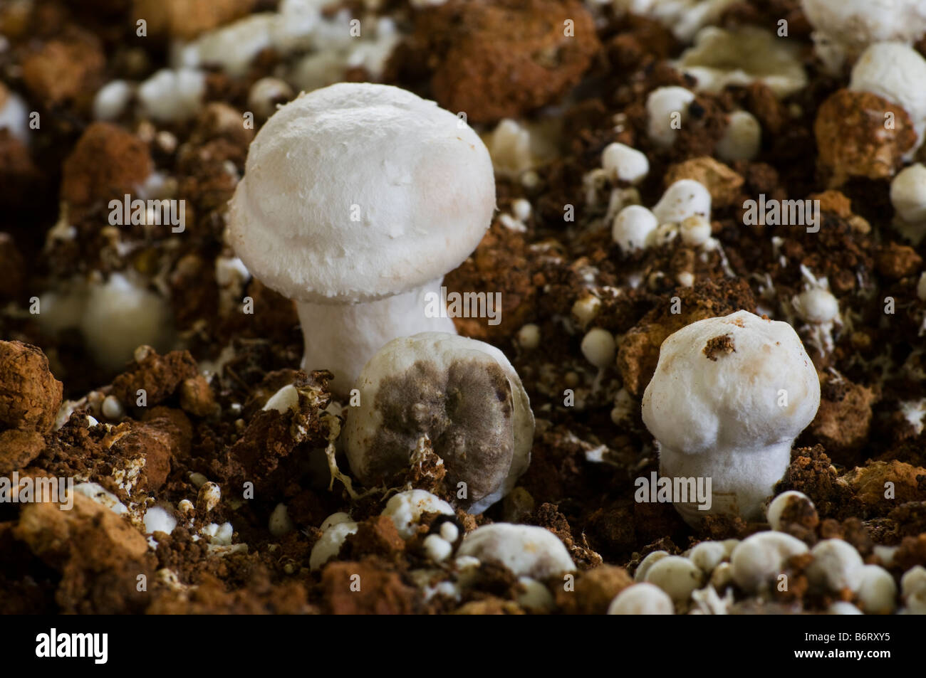 mushroom disease pest attack infection agaricus Stock Photo Alamy
