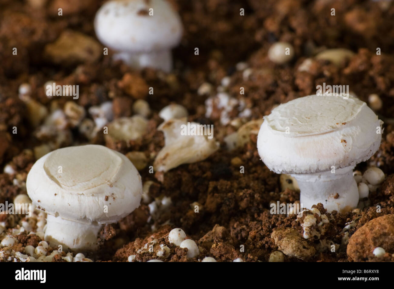 mushroom disease pest attack infection agaricus Stock Photo Alamy