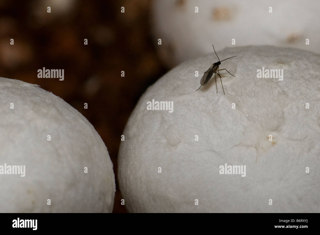 Fungus gnat hi-res stock photography and images - Alamy