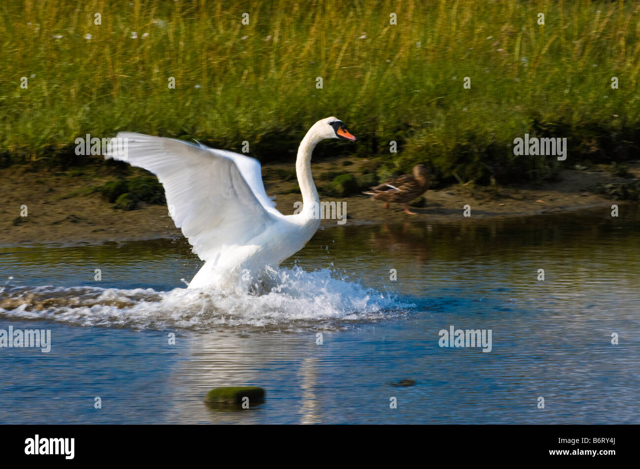 Mute Swan landing on water Stock Photo