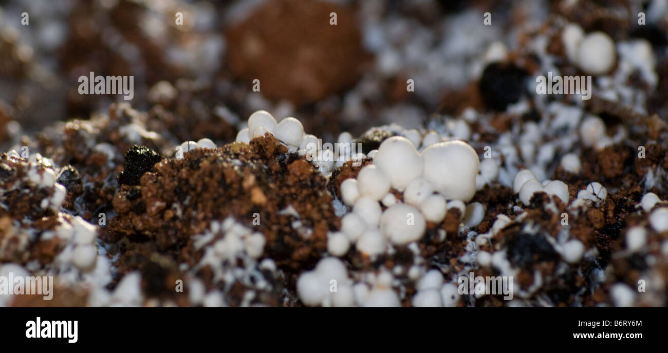 mushroom pins clusters break the dressing layer in a mushroom farm Stock Photo