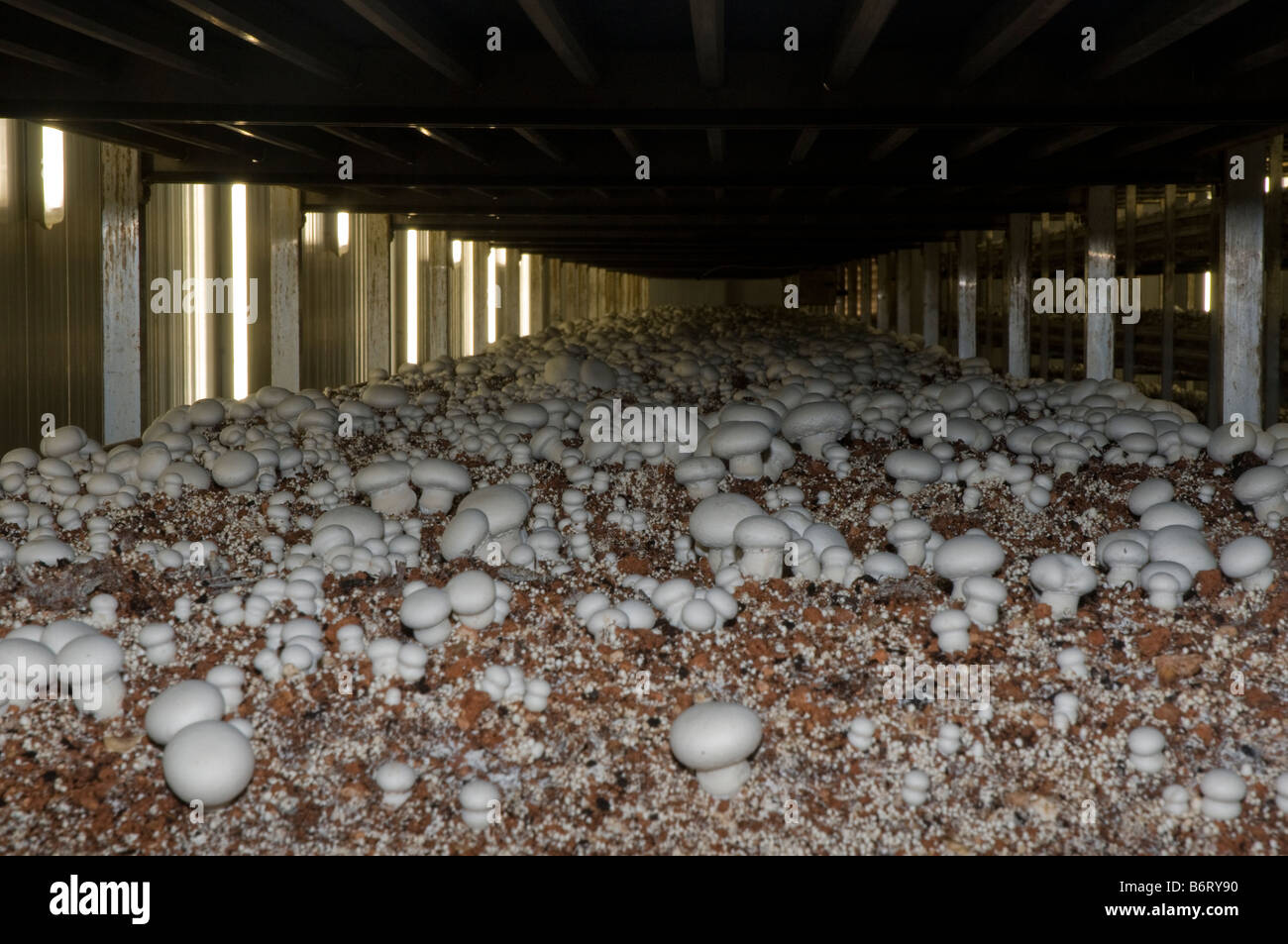 shelves of organic compost are kept under controlled environmental
