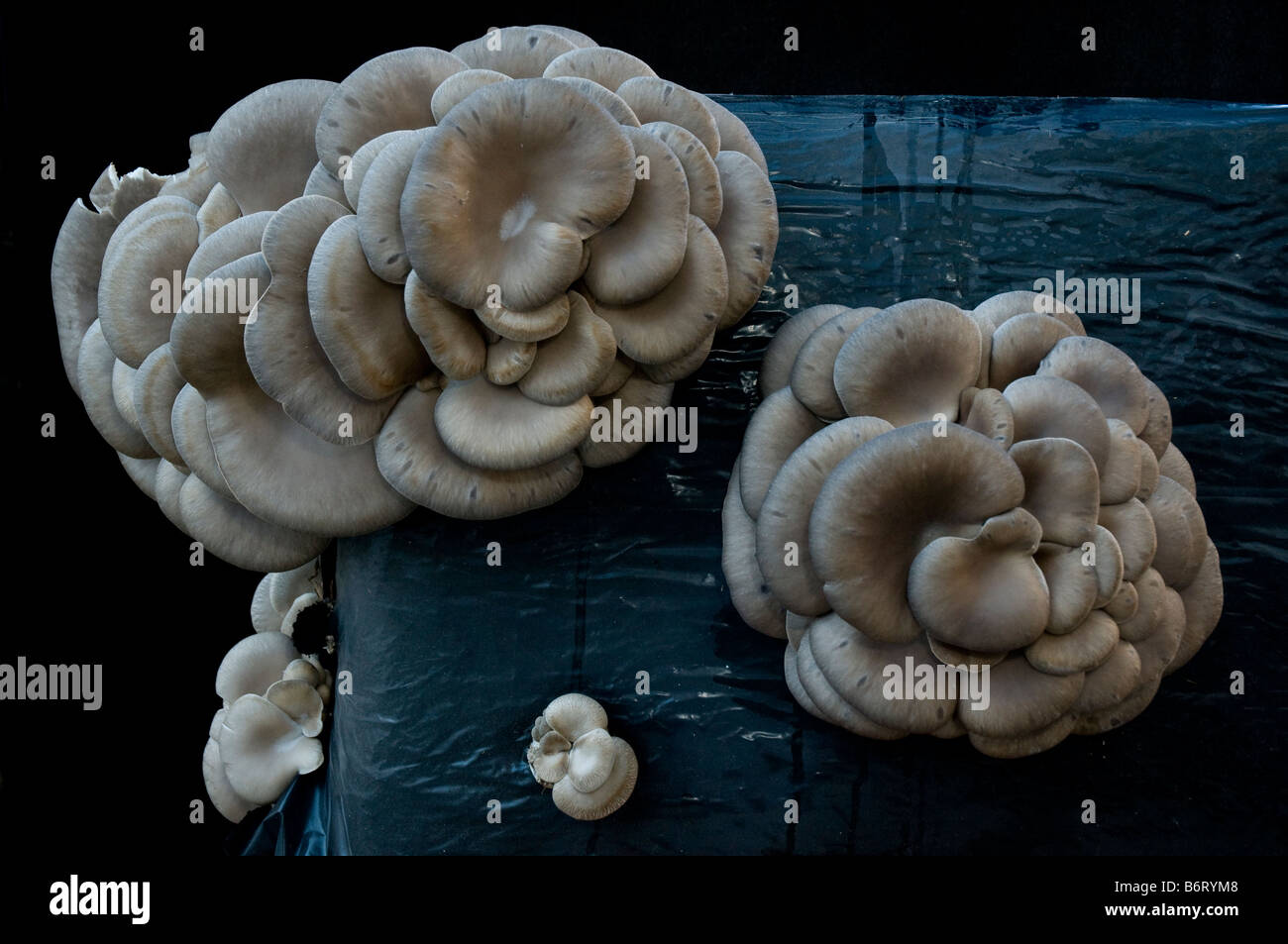 Top view of a cluster of edible mushrooms (pleurotus ostreatus) as being cultivated in a compost bag Stock Photo
